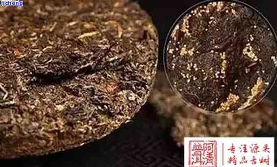 金色点在普洱茶中的特征及成因，如何鉴别与品饮？