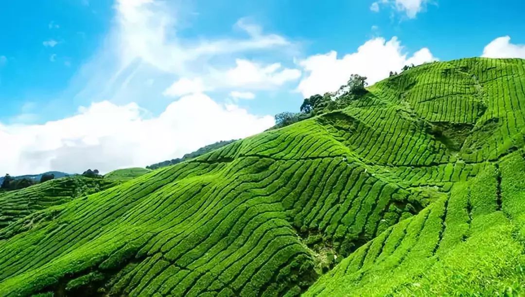 普洱茶保袋使用：冬天喝普洱茶的方法和注意事项