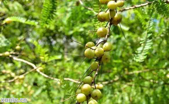 油柑能兑普洱茶吗百度知道