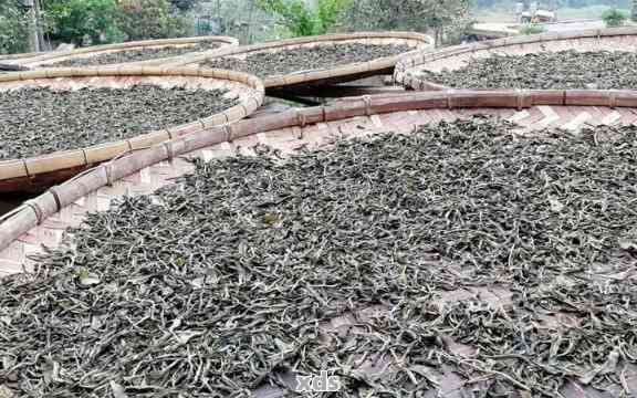 在普洱茶发酵过程中起关键作用的微生物群落解析