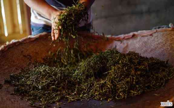 普洱茶发酵过程中的关键微生物及其作用：一篇全面的探索与解析