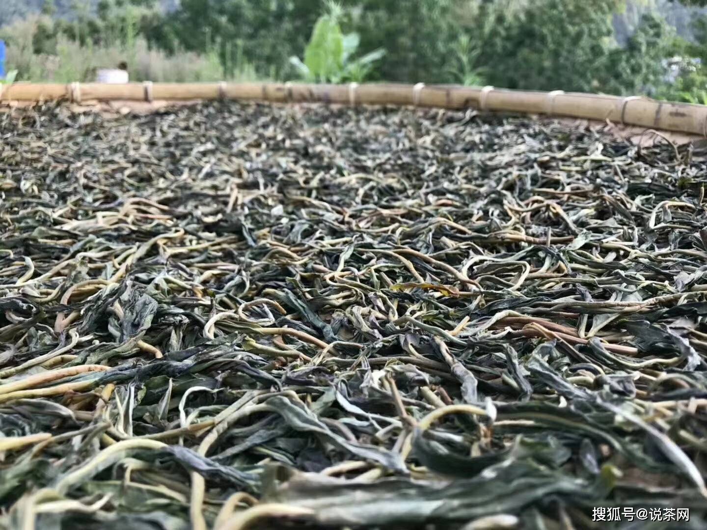 普洱茶梗的质地：软烂还是硬？了解不同种类和制作工艺的影响