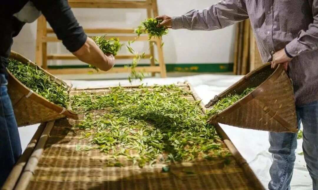 普洱茶制作过程中的摊晾与萎凋：两者之间的区别与应用