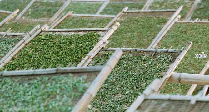 普洱茶萎凋工艺全流程及详细步骤：了解普洱茶的萎凋工艺