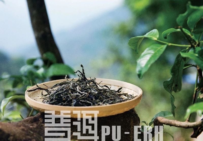 如何处理普洱茶中的枯枝烂叶？完整解答及解决方案