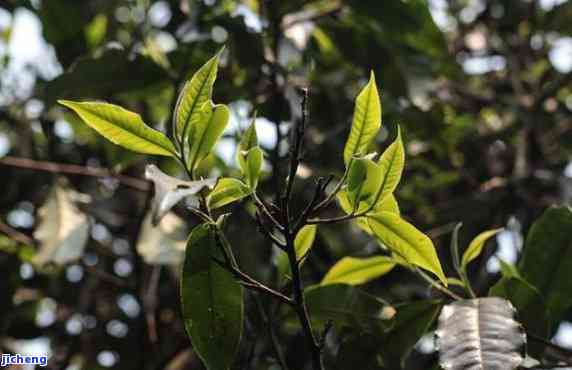 普洱茶里有树枝正常吗？能喝吗？