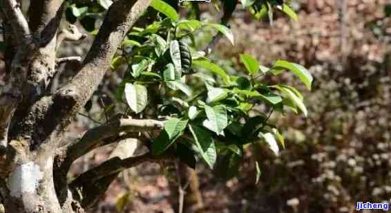 普洱茶里有树枝正常吗？能喝吗？