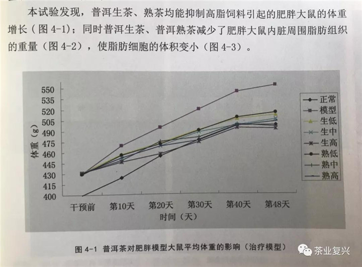 普洱茶与体重增长：了解它对代谢和脂肪的影响