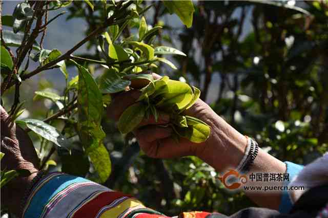 普洱茶早采与晚采的独特区别及其品质影响分析