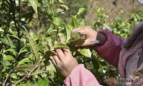 普洱茶早采与晚采的独特区别及其品质影响分析