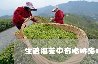 普洱茶里的活性酶用途及其作用简介