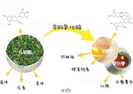 普洱茶里的活性酶用途及其作用简介