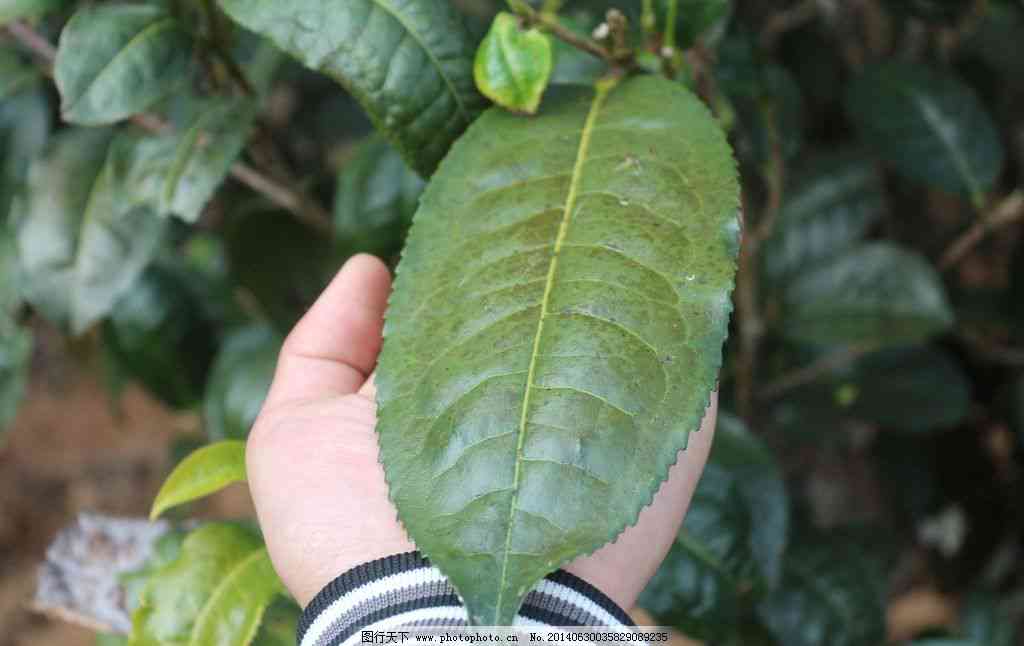 大叶普洱茶的真伪鉴别与饮用安全性探讨