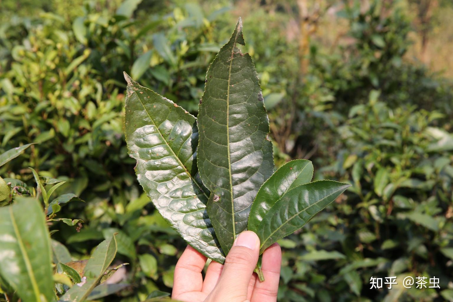 大叶普洱茶是真的吗能喝吗