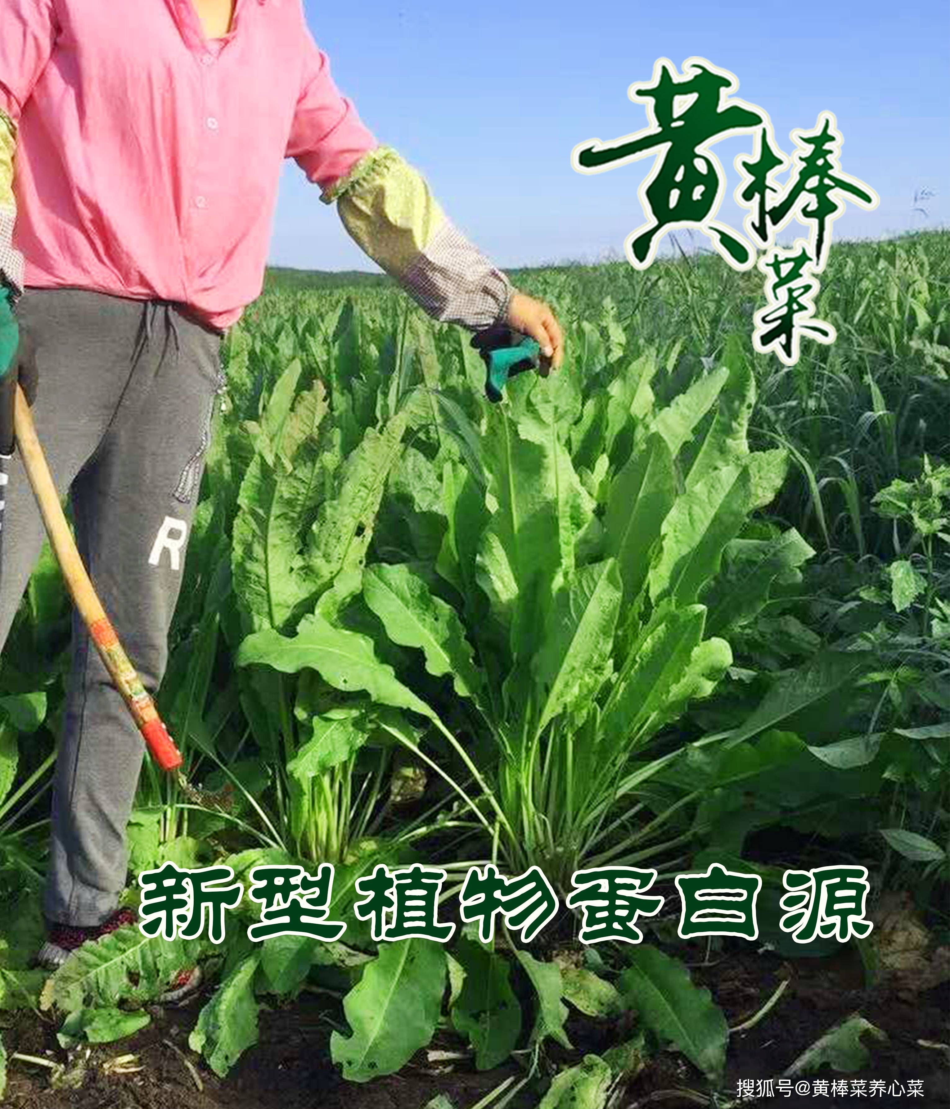 婆罗花籽料：用途、种植、营养价值和购买渠道的全面指南