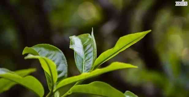 云南大叶种普洱茶好吗？功效与类别详解