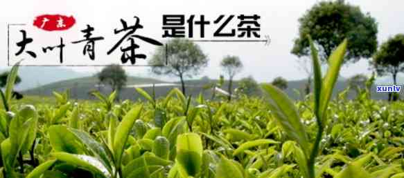 云南大叶青茶的全面功效与作用解析：从健益处到饮用方法