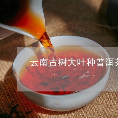 云南大叶种青普洱茶怎么样