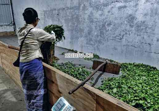 普洱茶萎凋多久合适喝一次？解答您的疑惑与时间周期