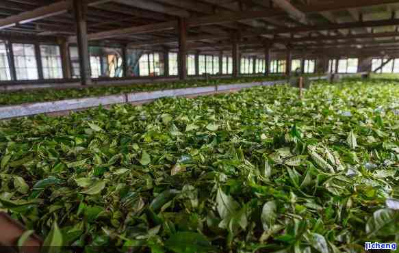 高山普洱茶产地源头：哪里的茶厂生产？