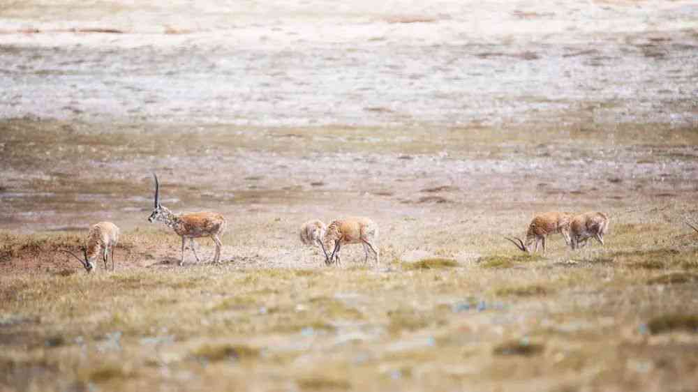 四川的翡翠：探寻神秘的藏羚羊、体验地道的川菜与火锅、领略壮美的自然风光