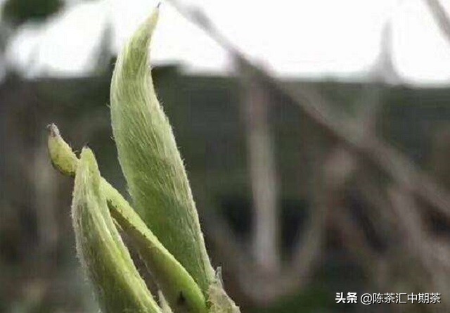 普洱茶脏吗？怎么喝好？