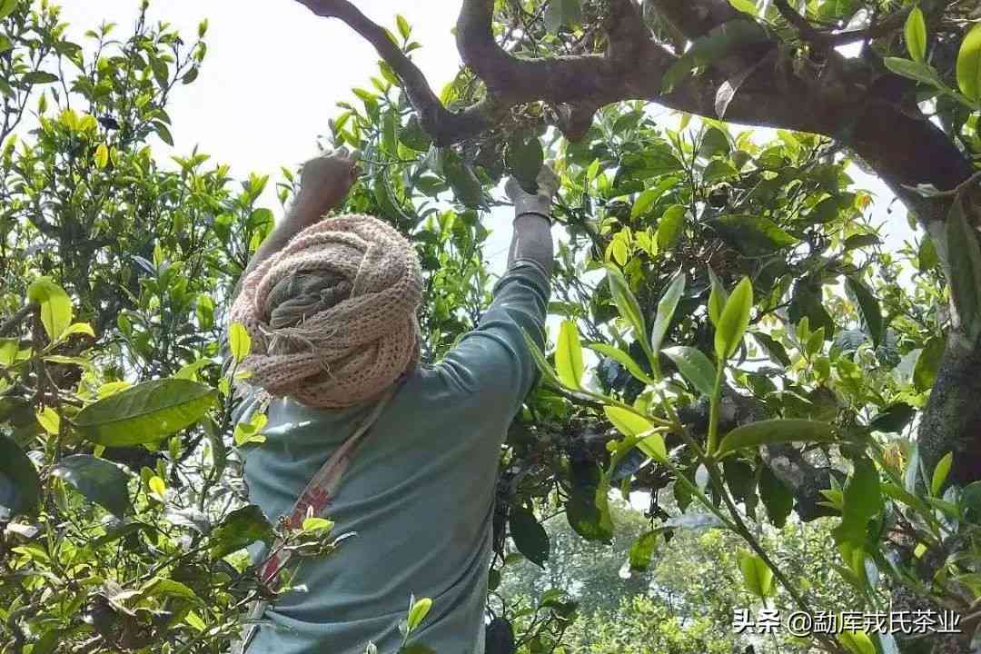 勐库邦普洱茶：好喝吗？值得买吗？多少钱？