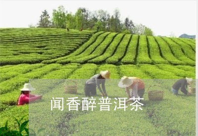 醉春香普洱茶好喝吗怎么样