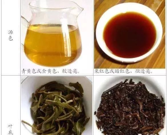 熟普洱茶能保肝吗是真的吗？怎么喝？