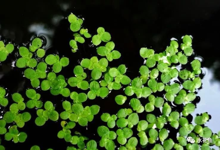 晴水植物的生长环境与变异原因：解答关于晴水容易变种的疑问