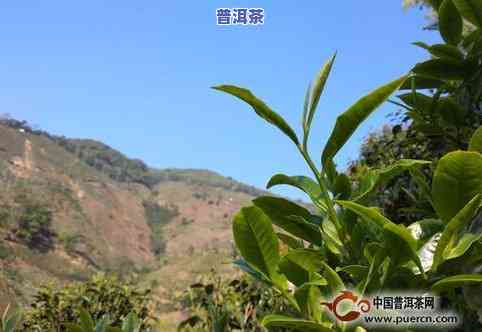 冰岛五寨茶叶品质与厂家全面对比：寻找正宗冰岛茶的选择