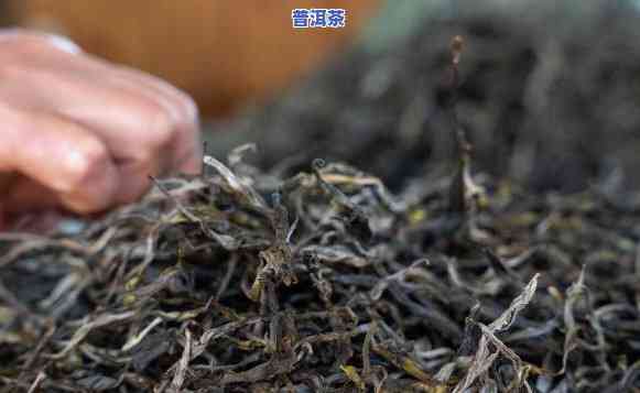 探究普洱茶分类：晒青普洱属于熟茶还是生茶？