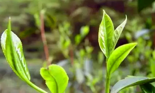 如何识别普洱茶春茶和秋茶