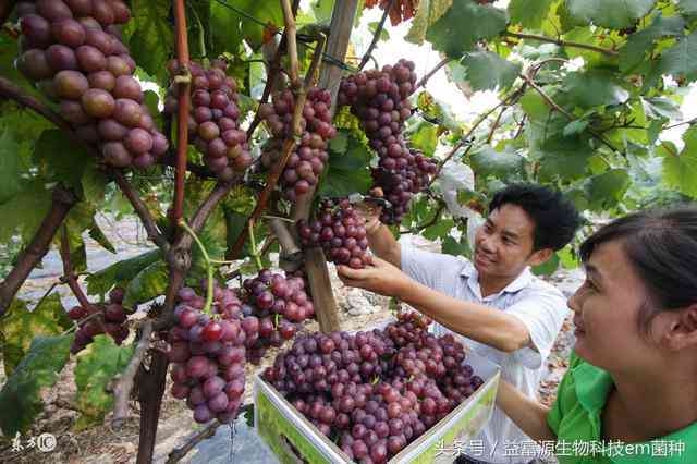 深圳种植葡萄的相关条件、技巧及前景分析