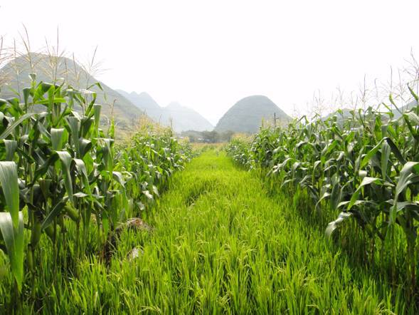 深圳可以种植什么农作物品种，适合深圳种植的农作物？