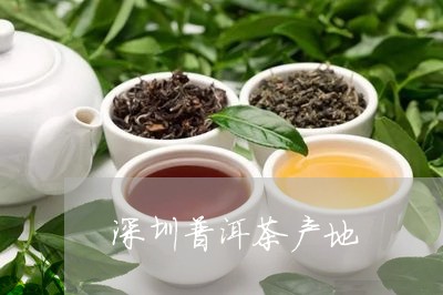 深圳能种普洱茶吗最新消息