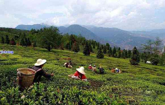 深圳能种普洱茶吗最新消息