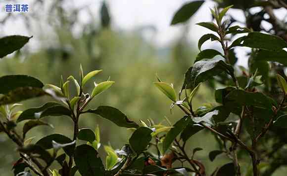 探究普洱茶饼：大叶与小叶茶的差异及其品鉴技巧