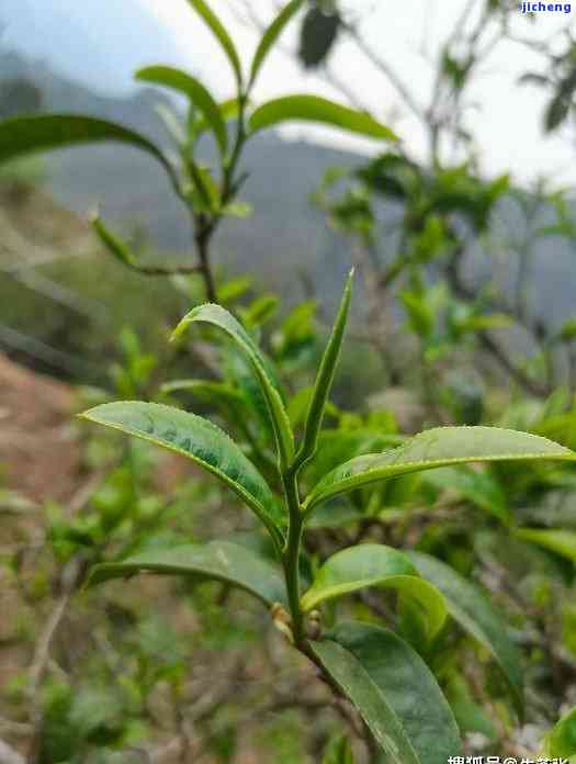 普洱茶饼叶子大小选择：影响品质还是口感？