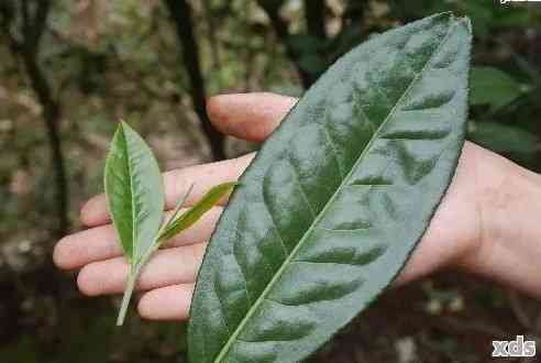 普洱茶饼叶子大小选择：影响品质还是口感？