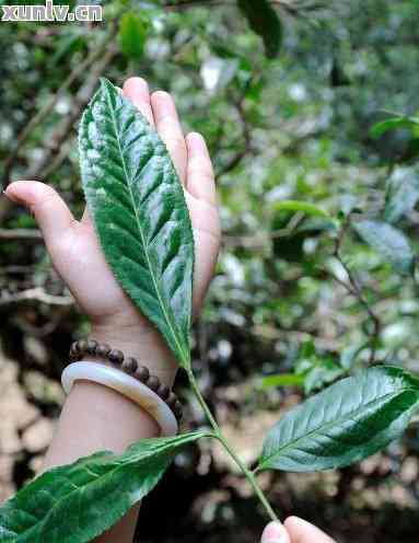 普洱茶饼叶子大小选择：影响品质还是口感？