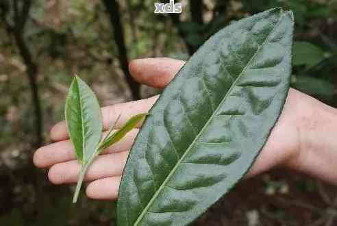 普洱茶大叶子好还是小叶子好喝：探究普洱茶中大小叶子的品质差异