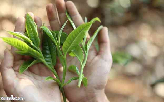 普洱茶饼大叶还是小叶好喝