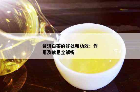 白普洱茶的功效与主治作用禁忌：全面解析与注意事项