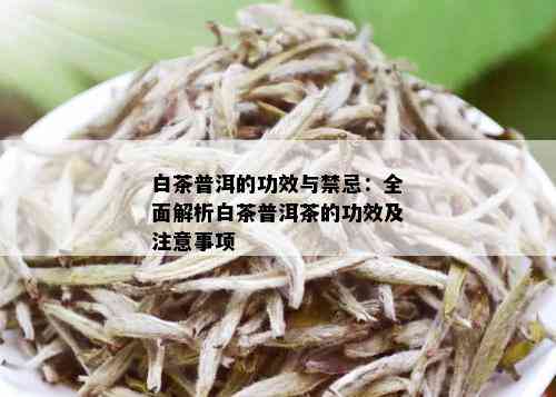 白普洱茶的功效与主治作用禁忌：全面解析与注意事项