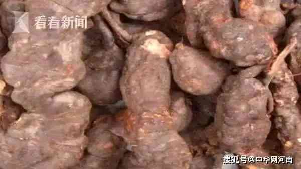 何首乌是什么原料制成的：揭示其药用价值和制作过程