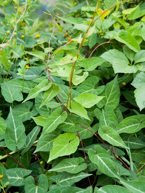 何首乌是啥样的植物？请简要描述其特征。