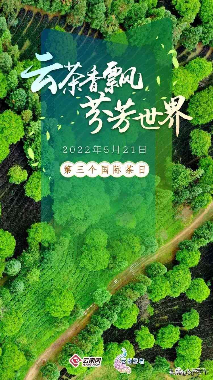 普洱茶产业十四五规划：全面升级、创新发展与未来展望