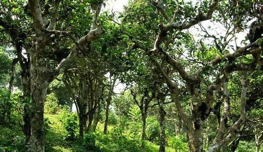 普洱茶古树纯料精选怎么样