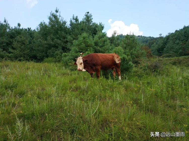 广州白云区普洱茶场：如何获取高质量普洱茶叶及详细指南